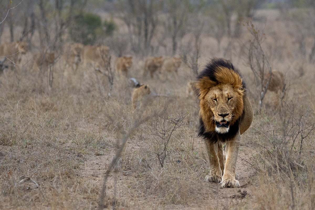 A Gijima male lion standing tall, his mane glistening in the sunlight as he watches over the Msuthlu Pride.
