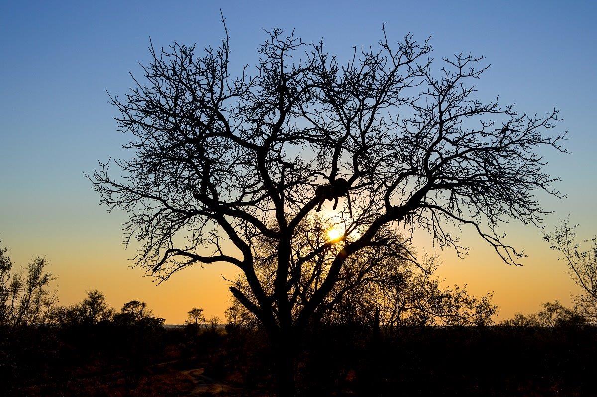 Mashaba the leopard lounges in a tree at sunset. Mashaba the leopard lounges in a tree at sunset.