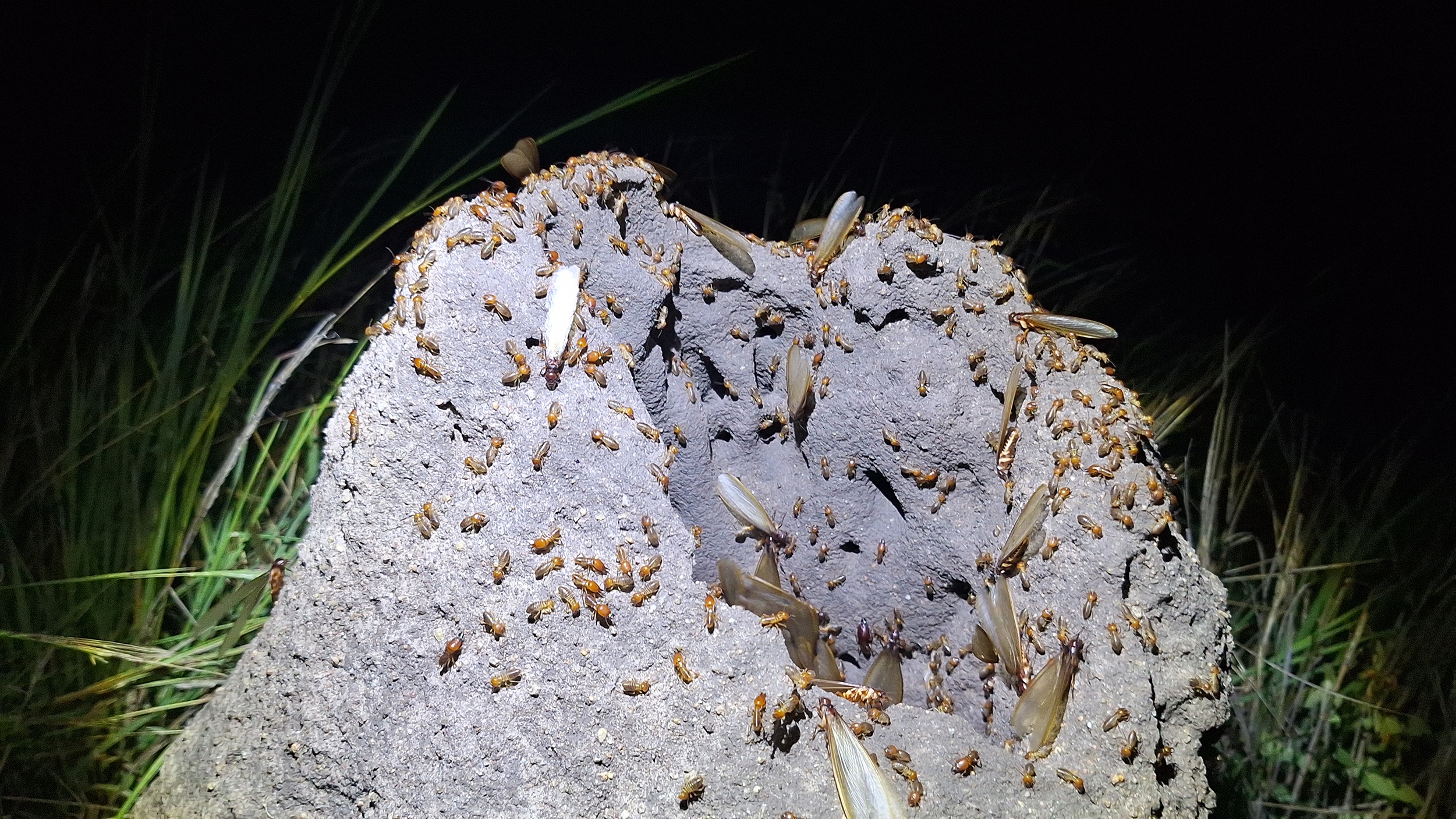 These termites also contribute to the structural integrity of their environment. These termites also contribute to the structural integrity of their environment.