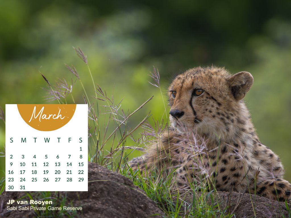 Sabi Calendar March 2025