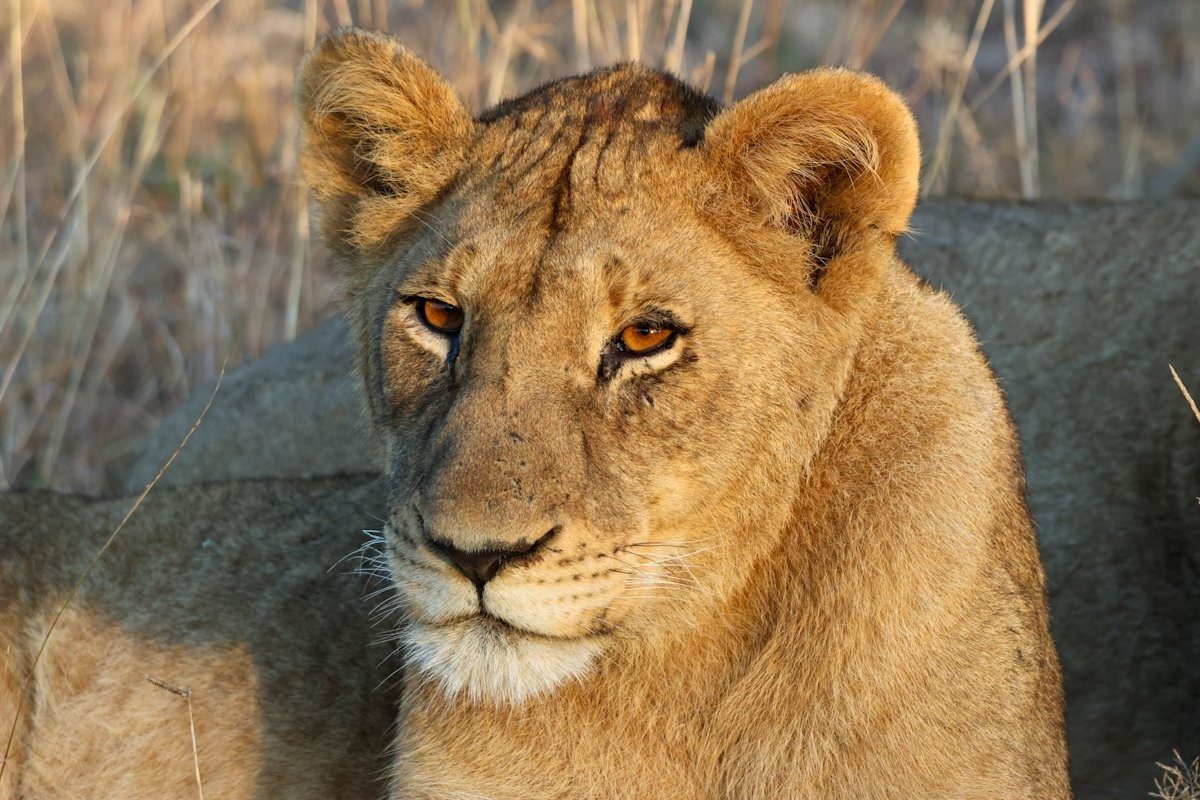 Sabi Sabi Jan Nel Msuthlu Pride Sabi Sabi Jan Nel Msuthlu Pride