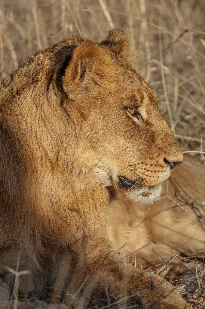 Sabi Sabi Ruan Mey Southern Pride Lion Sabi Sabi Ruan Mey Southern Pride Lion