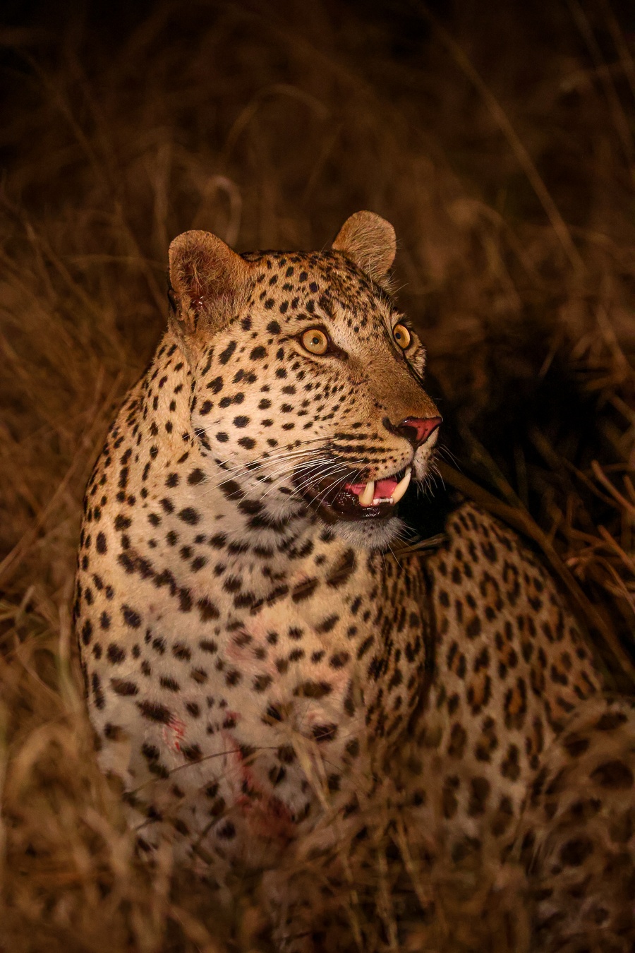 Sabi Sabi Ruan Mey Leopard Alert Sabi Sabi Ruan Mey Leopard Alert