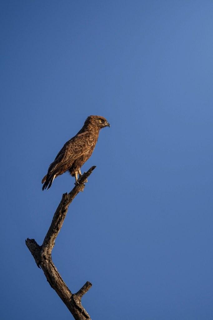 Sabi Sabi Devon Jansen Eagle Sabi Sabi Devon Jansen Eagle