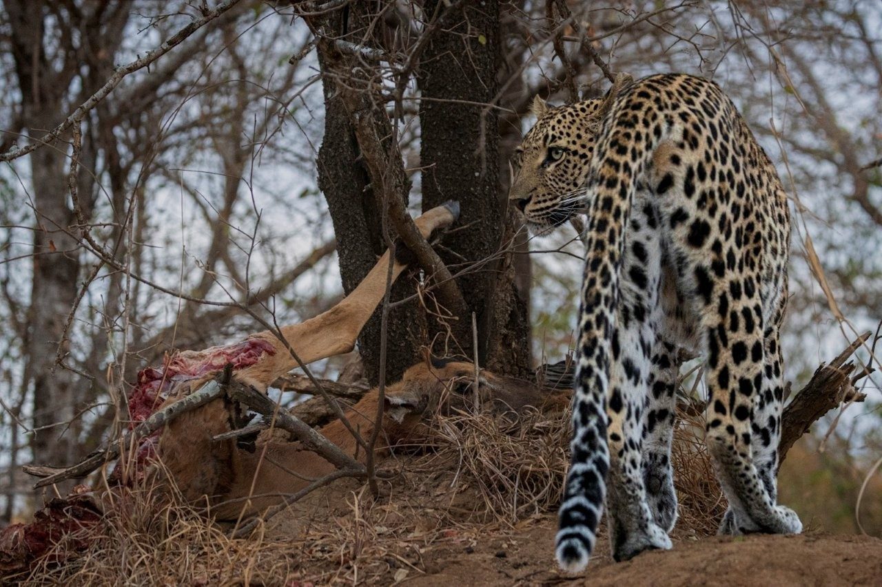 Golonyi with kill. Golonyi with kill.