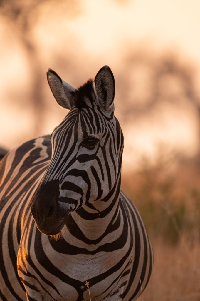 Sabi Sabi Viviane Ladner Zebra Sabi Sabi Viviane Ladner Zebra