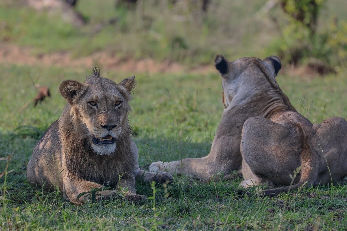 Sabi Sabi Ruan Mey Msuthlu