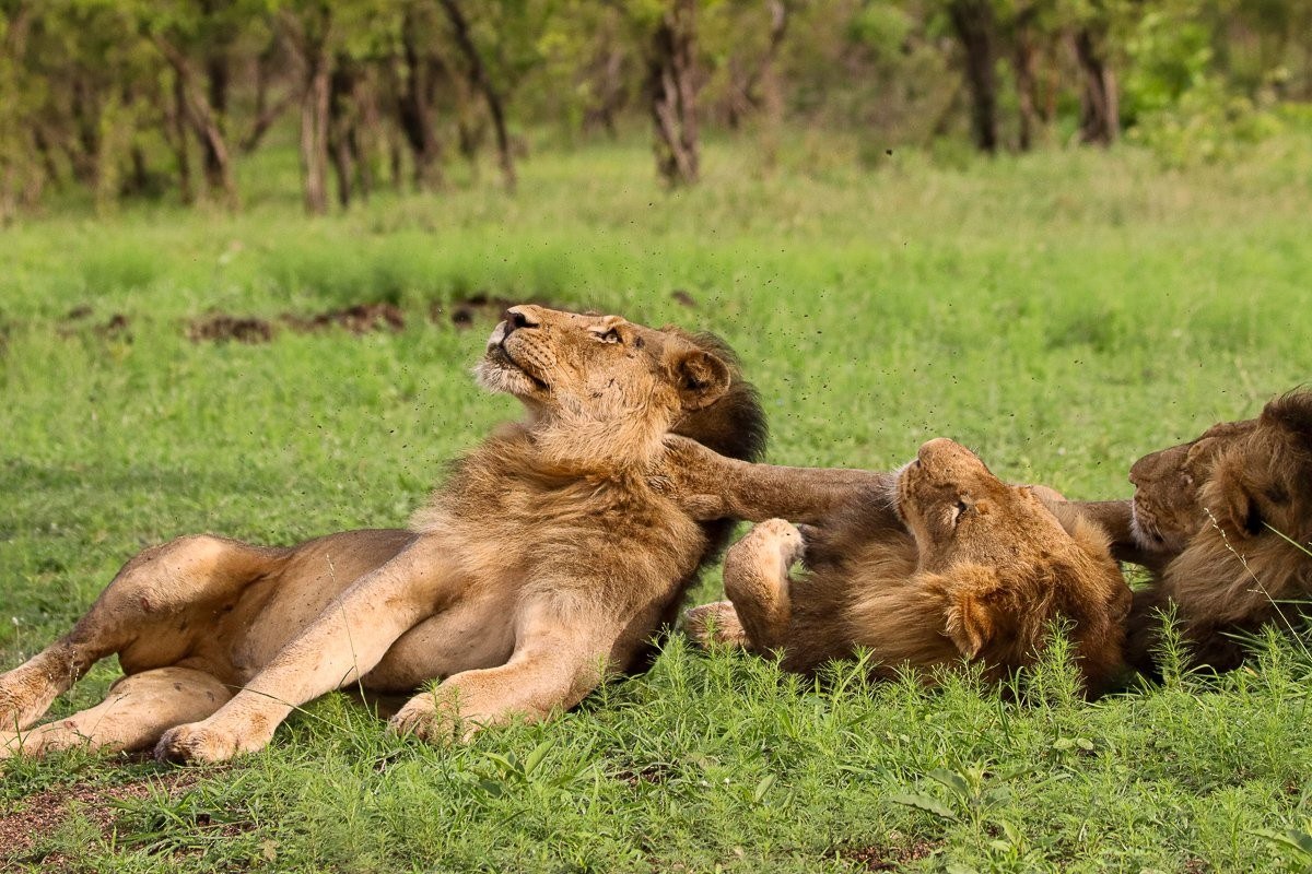 Sabi Sabi Jana Du Plessis Nwaswitshaka Males