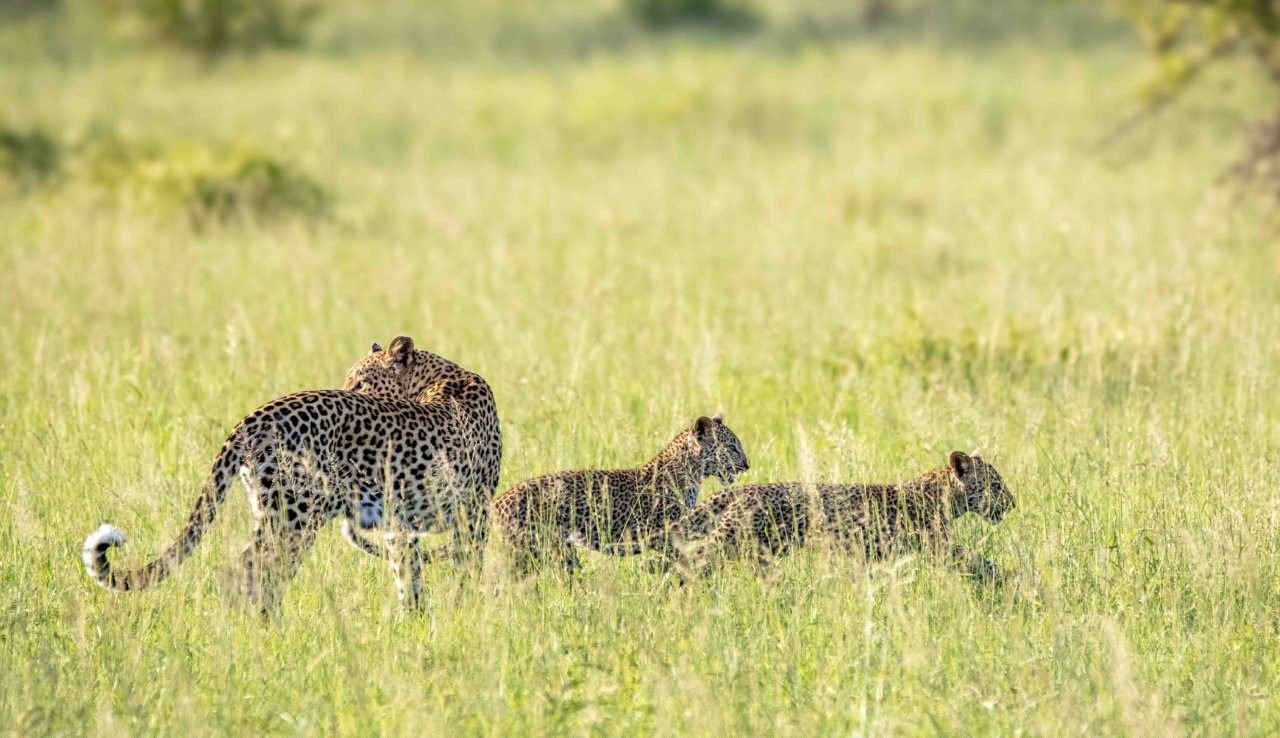 Sabi Sabi Ronald Mutero Ntsumi And Cubs