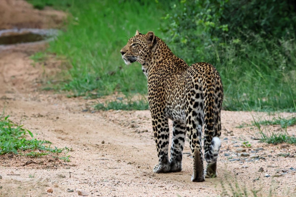 Sabi Sabi Jan Nel Kurhula Leopard Walks