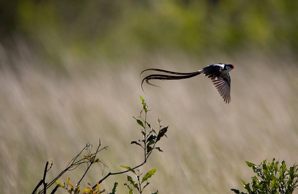 The striking Pin-tailed Whydah is adorned with extraordinarily long, flowing tail feathers used to attract females