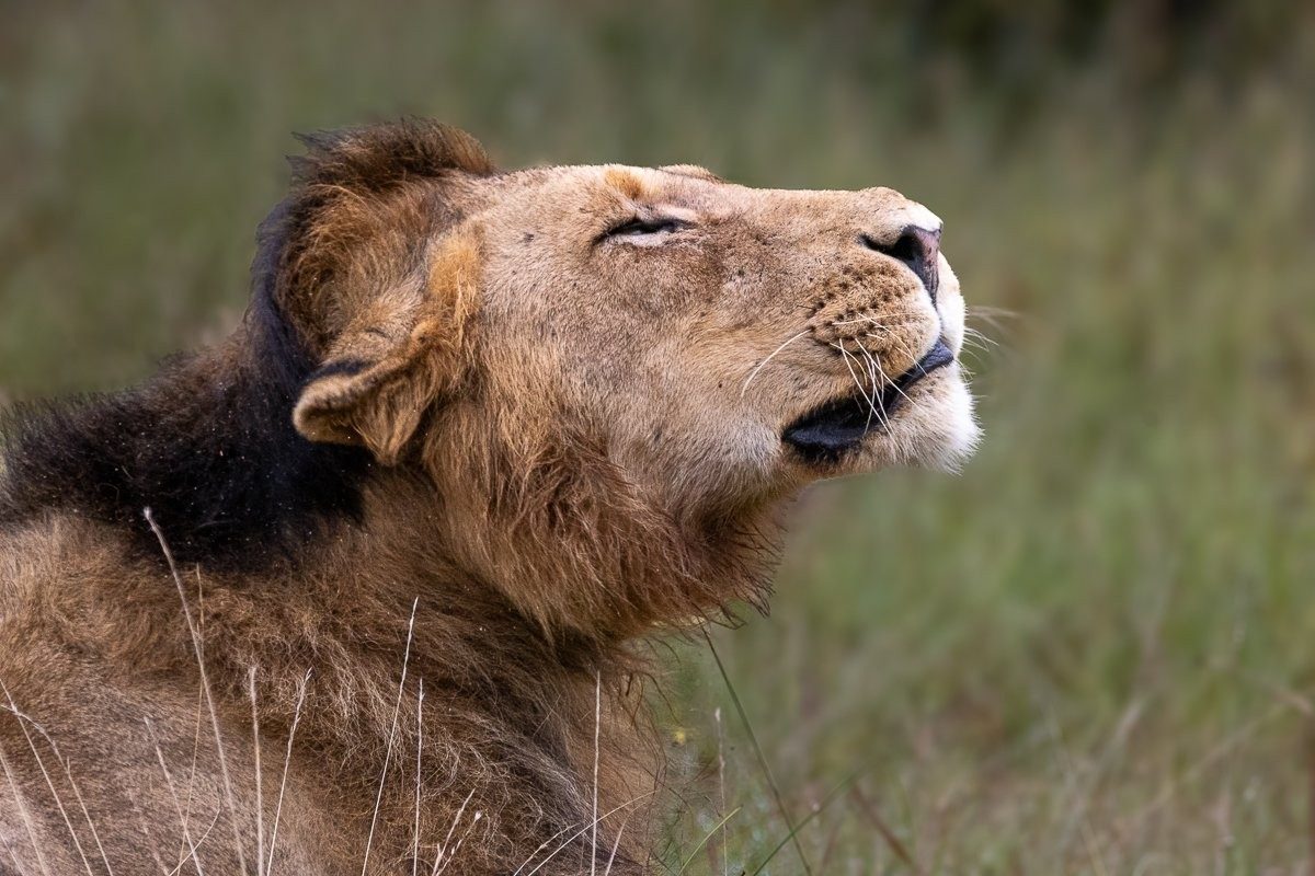 Close-up of black-maned lion showing detailed facial features