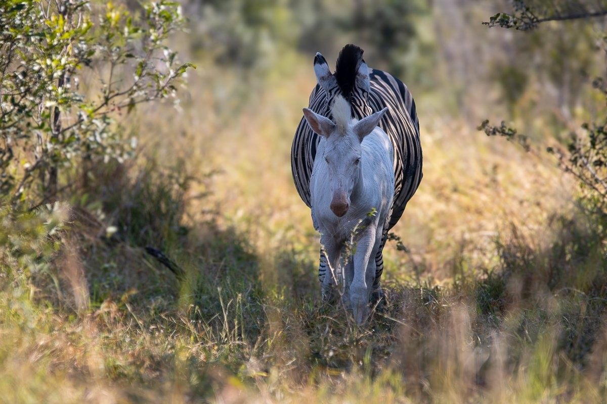 Leucistic zebra foal standing among a herd of normally coloured zebras