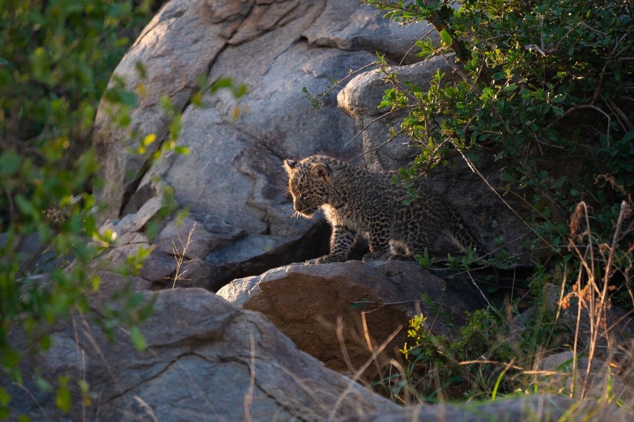 Golonyi watches over her cubs on a rocky outcrop used as a secure den site.