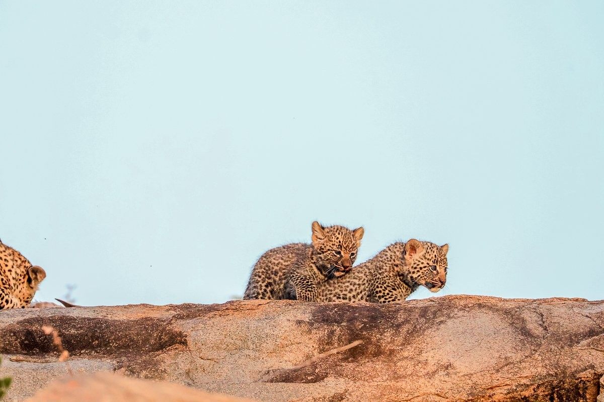 Sabi Sabi Ruan Mey Golonyi Cub Safely Hidden Rocks
