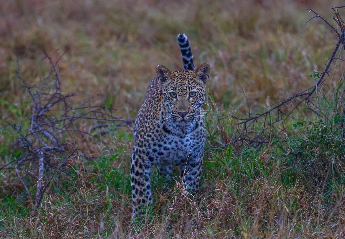 Ntsumi’s cub moving through the grasslands