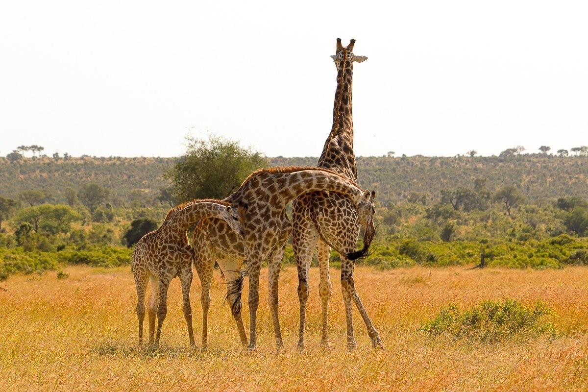 A male giraffe investigating a female's scent using the Flehmen response during the breeding season.