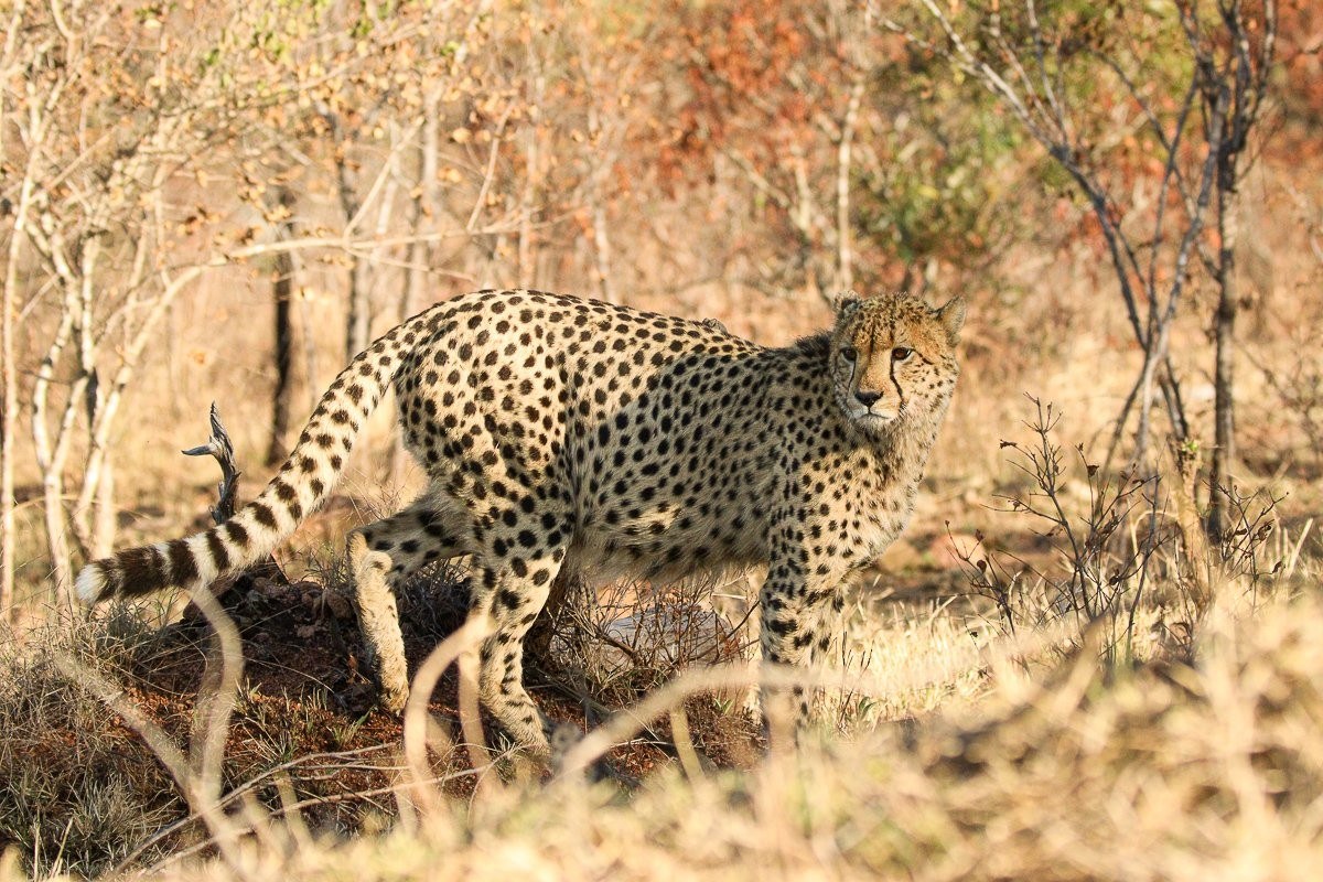 Young cheetah resting in the warm morning sunlight