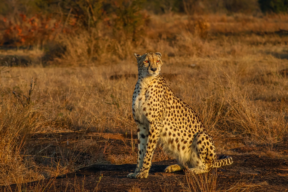 Cheetah sitting in the African bush appearing regal