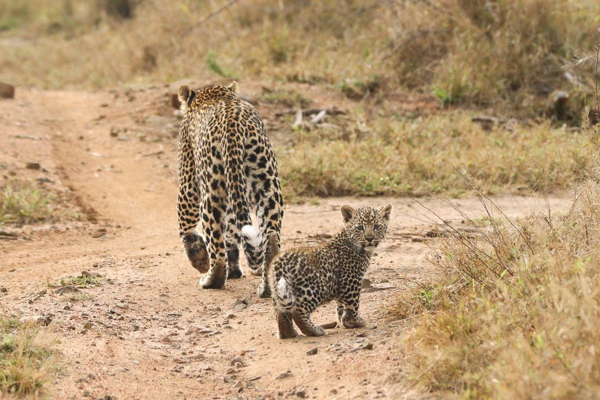 Sabi Sabi Jana Du Plessis Kurhula Leopard Cub Stalking Mother
