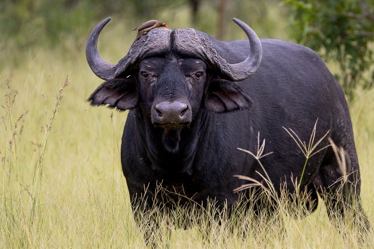 Sabi Sabi Ronald Mutero African Buffalo Bull Bachelor Herd
