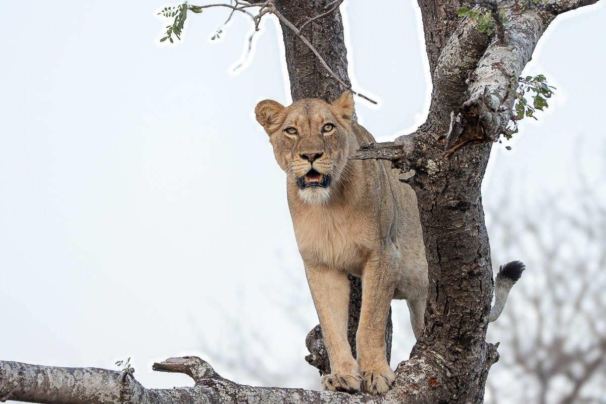 Sabi Sabi Ronald Mutero Nwaswishaka And Msuthlu Lions Resting After Kill Sabi Sabi