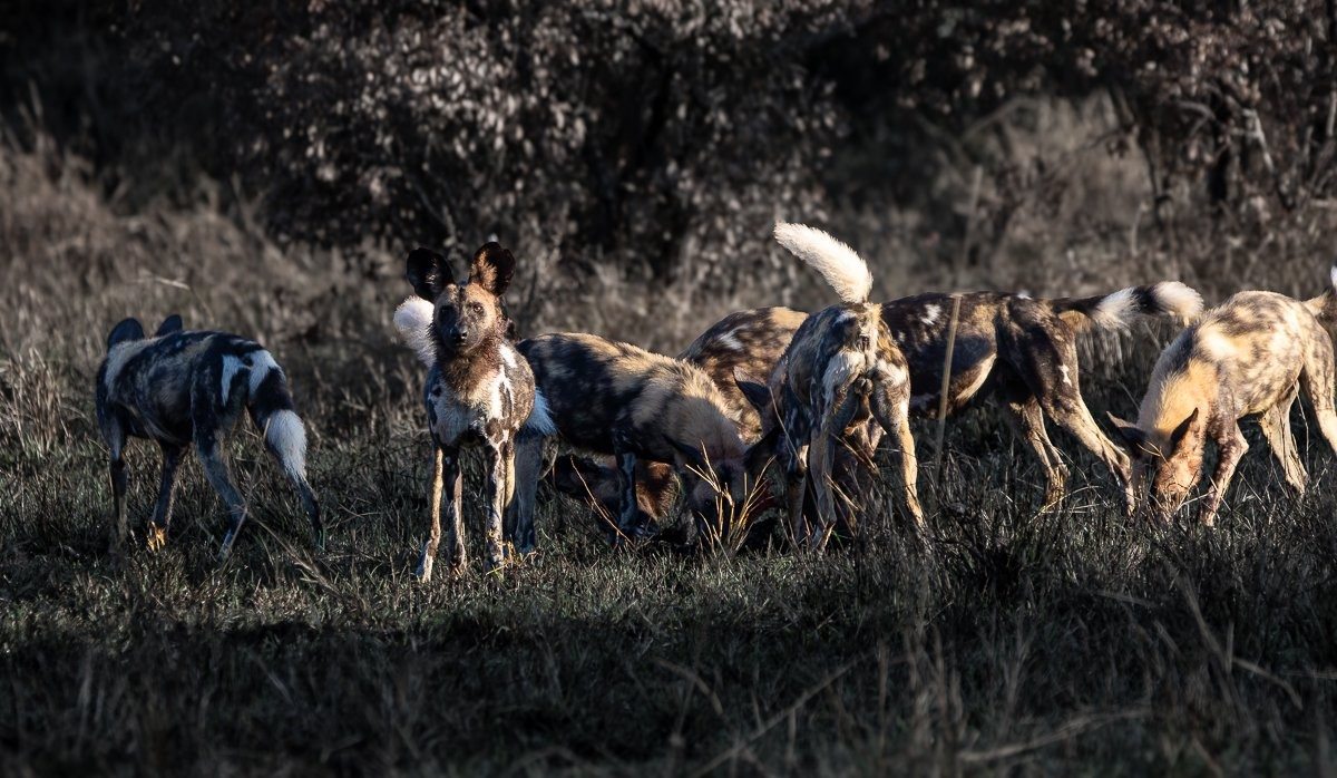 Sabi Sabi Ronald Mutero Wild Dogs Feeding After Successful Hunt Sabi Sabi