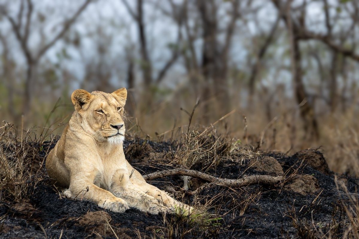 Sabi Sabi Ronald Mutero Southern Pride Lionesses Patiently Watching Prey