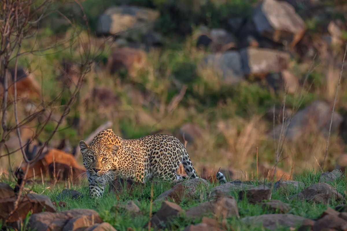 Sabi Sabi Ruan Mey Golonyi Leopardess Hunting Impala