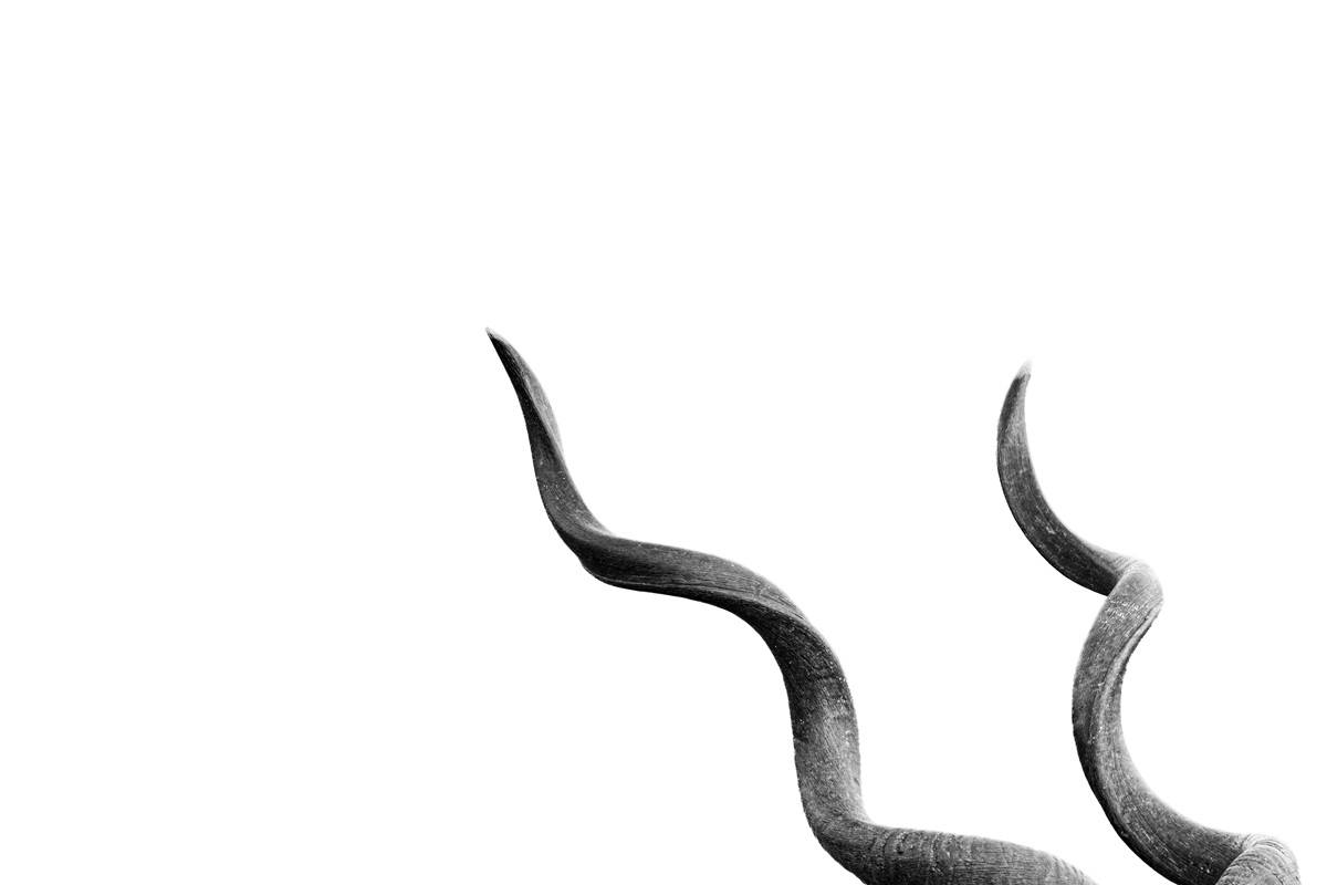 Spiraling horns of a male Kudu against a plain white background