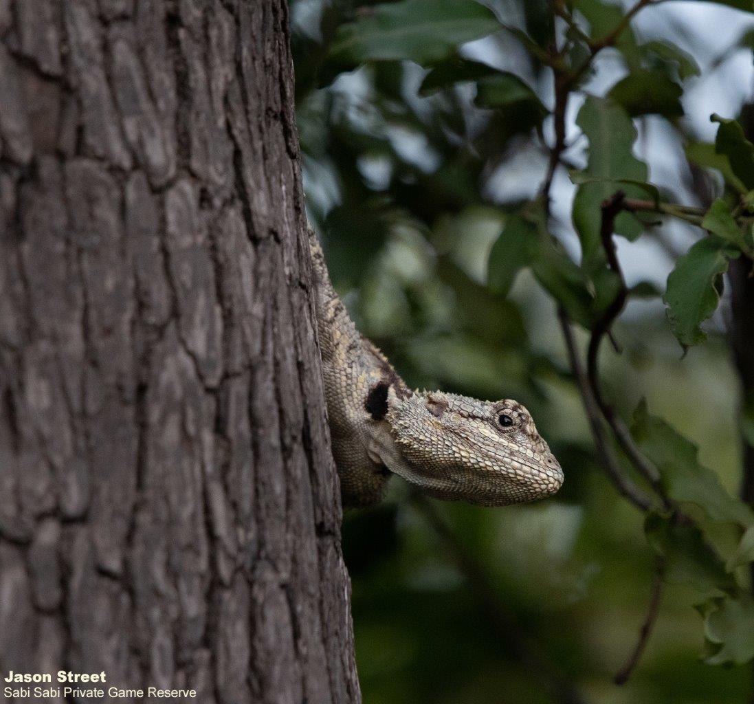 A05Jason Street Tree Agama 220123 Final A05Jason Street Tree Agama 220123 Final