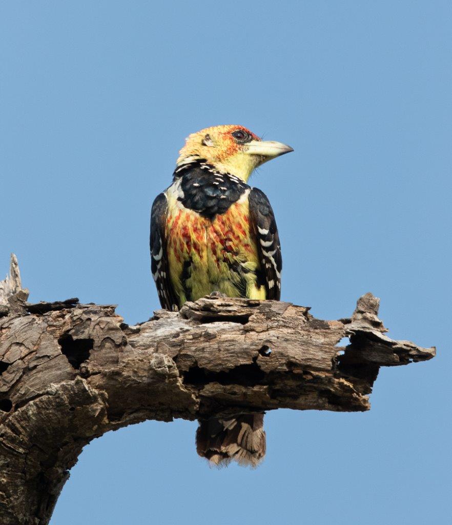 A33Jason Street   Barbet   231022.
