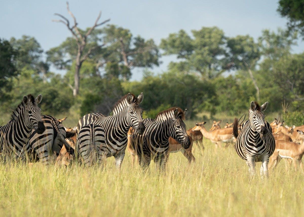 Life becomes more challenging for zebras in the winter month as the abundance of vegetation diminishes.
