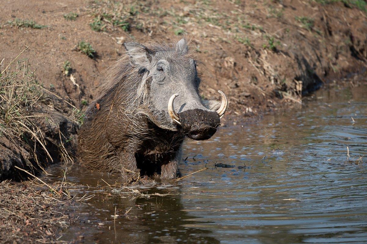 Warthog Daniel Greyvenstein Warthog Daniel Greyvenstein