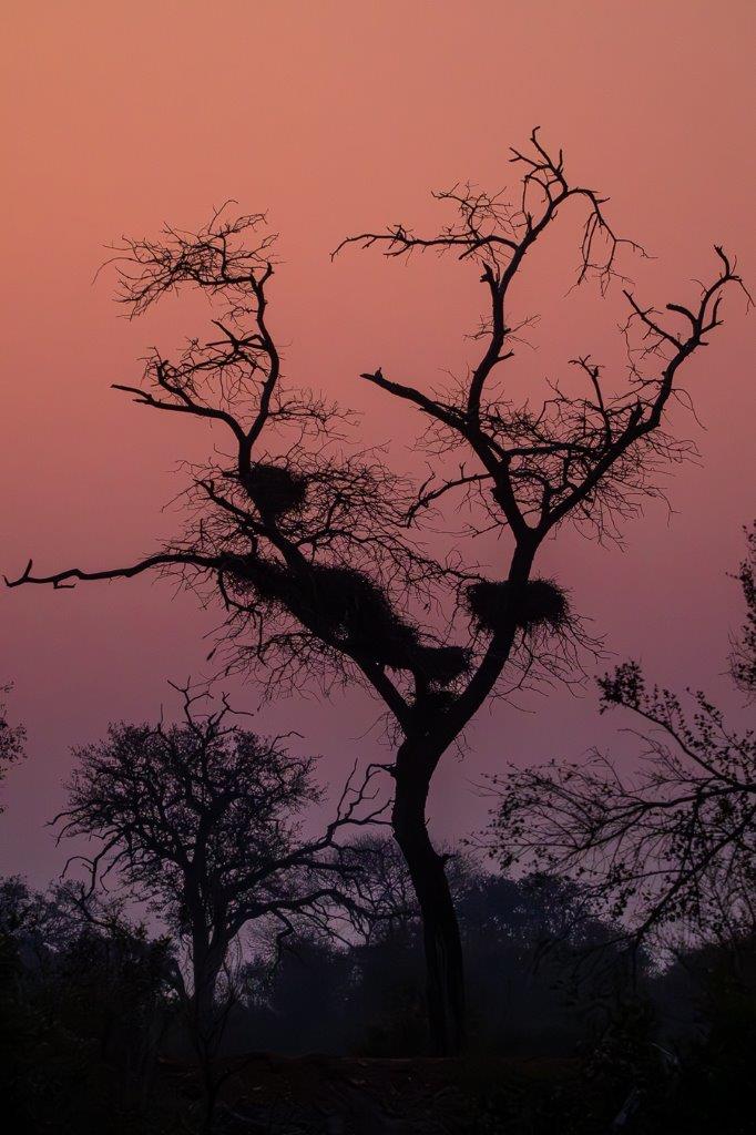 A beautiful sunset once again delights guests at Sabi Sabi.