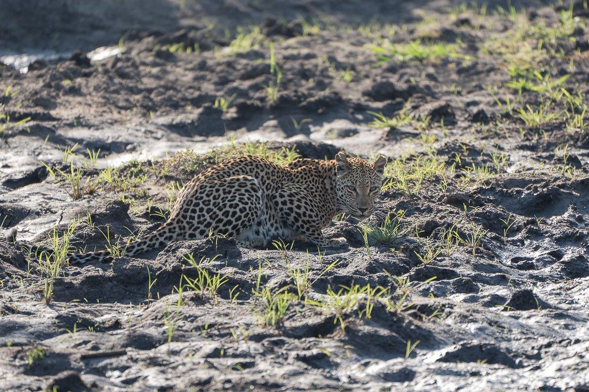Ntsumi, a female leopard, was found by tracker, Sam, on early morning game drive from Sabi Sabi. 