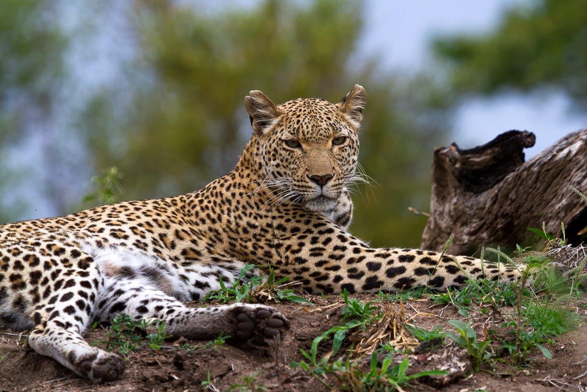 The elusive Kigelia, a female leopard was spotted near Little Bush Camp at Sabi Sabi. 