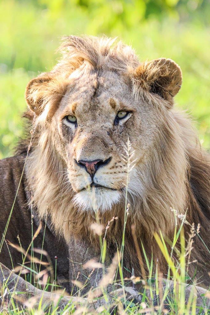 A male lion of the Kambula pride rests during the midday heat. 