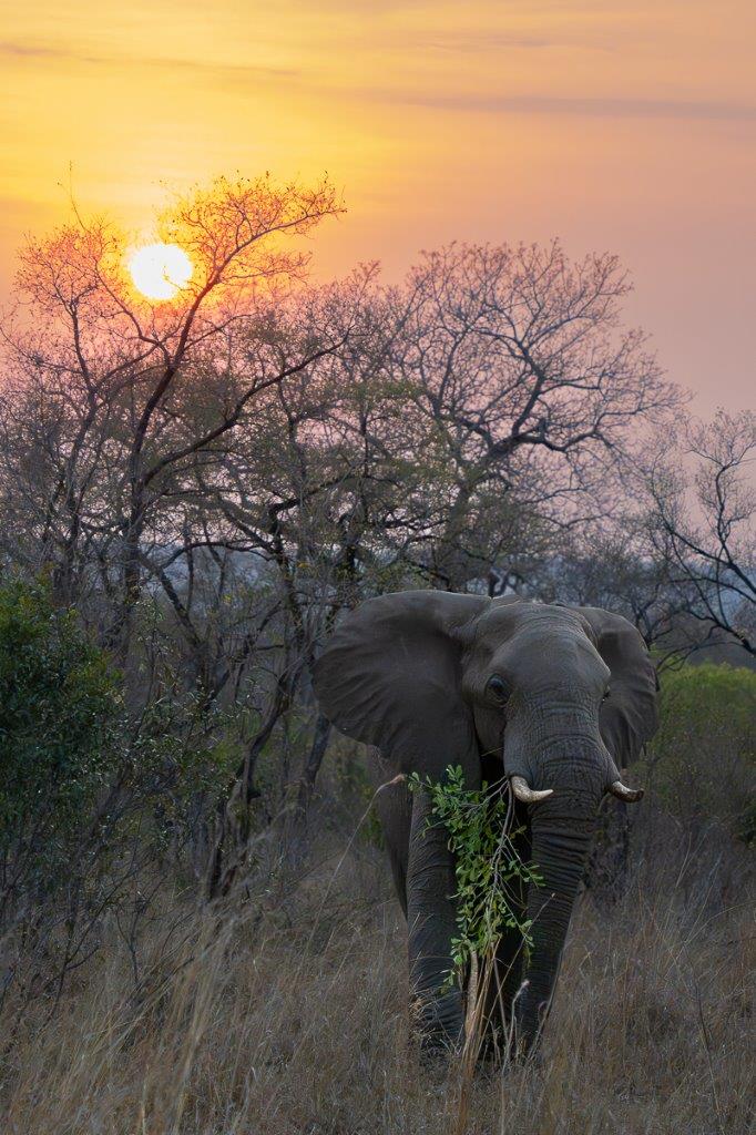Majestic elephant walking towards sunrise, creating a striking silhouette.