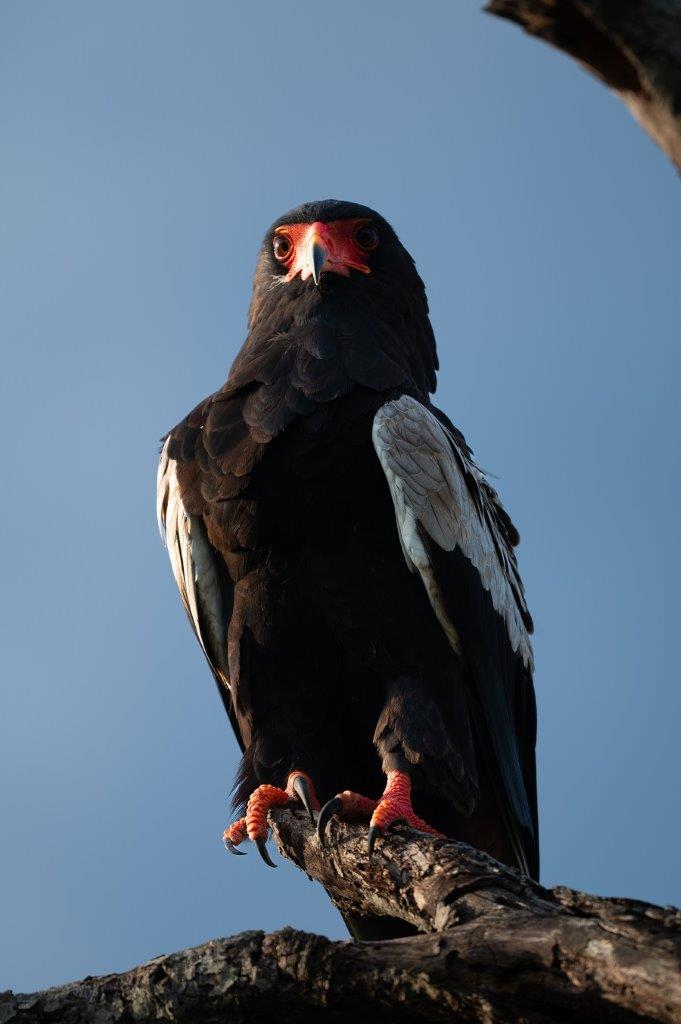 Sabi Sabi Viviane Ladner Bateleur Eagle Sabi Sabi Viviane Ladner Bateleur Eagle