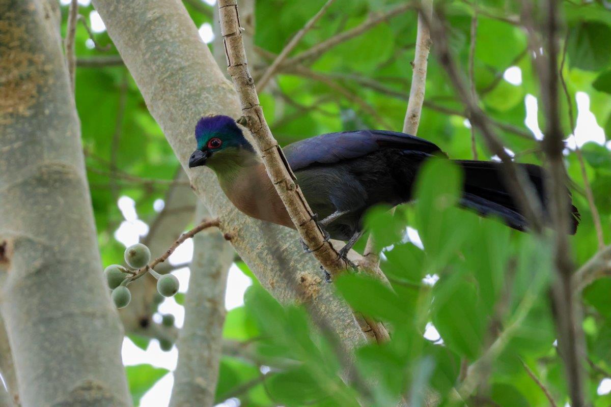 Sabi Sabi Jan Nel Purple Crested Turaco Sabi Sabi Jan Nel Purple Crested Turaco