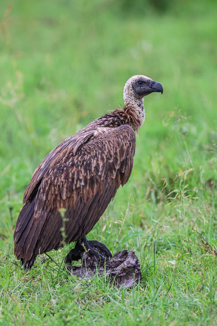 A vulture spotted near Sabi Sabi. A vulture spotted near Sabi Sabi.