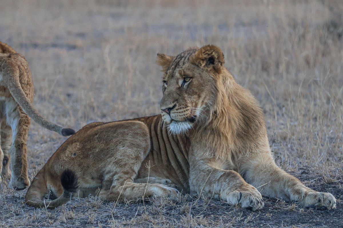 Sabi Sabi Ruan Mey Msuthlu Pride Member Sabi Sabi Ruan Mey Msuthlu Pride Member