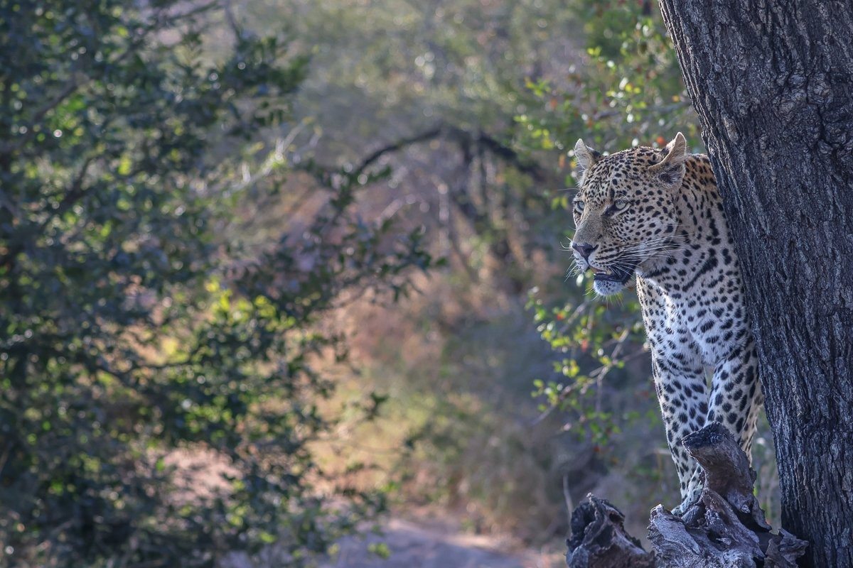 Sabi Sabi Ruan Mey Nottens Male Behind Tree Sabi Sabi Ruan Mey Nottens Male Behind Tree