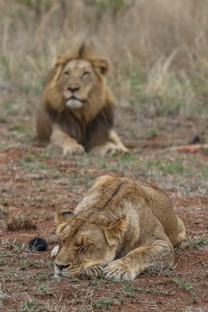 A mating pair of lions rests on open ground, the male watching protectively over the female.