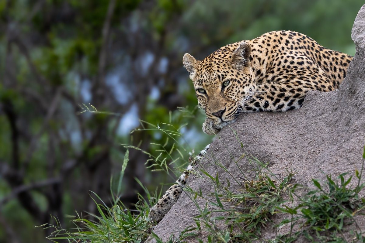 Sabi Sabi Ronald Mutero Golonyi Rests On Rock