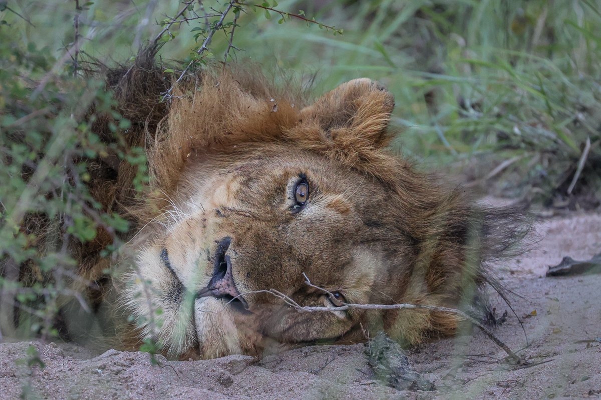 Sabi Sabi Ruan Mey Male Lion
