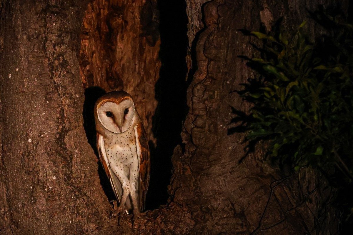 Barn owl perched at dusk scanning for prey.