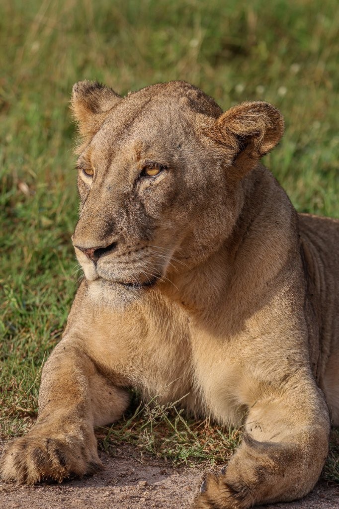 Young lion lying next to road. 