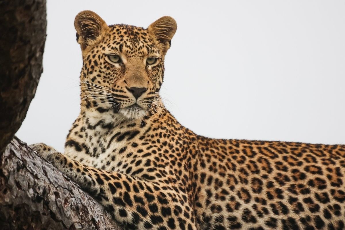 Female leopard perched on fallen tree using elevated vantage point.
